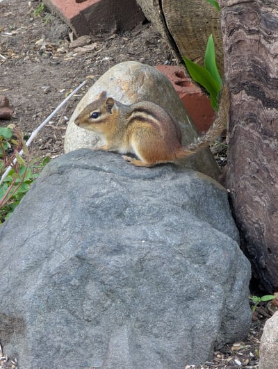 A chipmunk perched on a rock