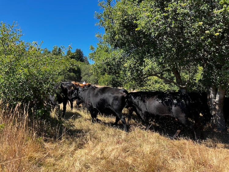 Rancher Jon leading our herd to the next pasture between beautiful coast live oak trees