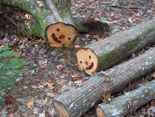 A photograph of a cut tree trunk with an interior pattern of a smiley face, visible on both sides of the cleave.