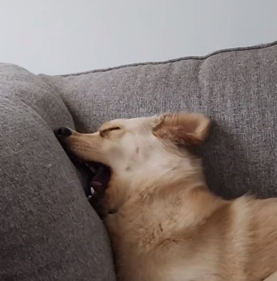 A dog is asleep on a couch with its face toward the back cushion, and its mouth open as if it is tying to bite the cushion.