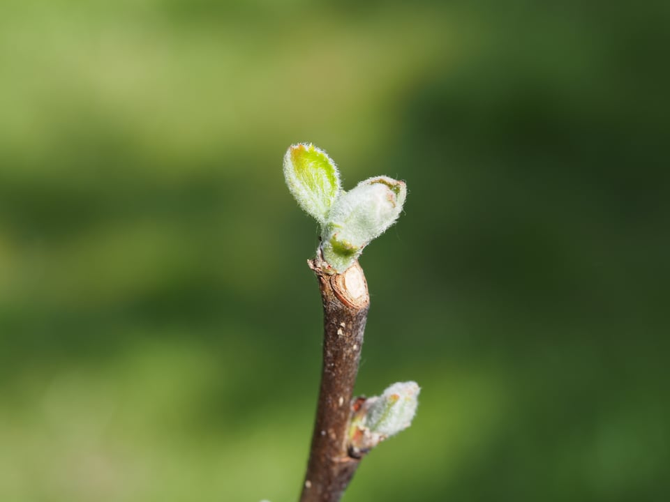 The first leaves on the first apple tree I’ve grafted