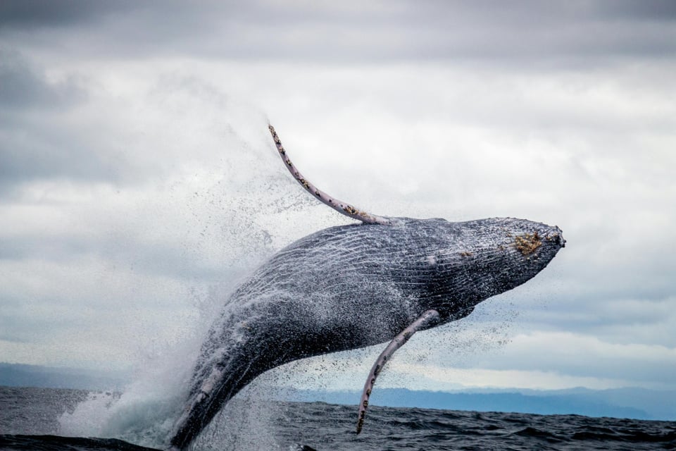 A picture of a large whale leaping out of the water. It is falling to the right side, and it's two fins are visible against a cloudy sky. The water is very dark and gray.