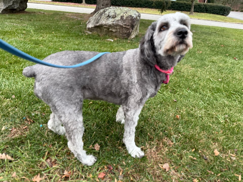 photo of gray aussiedoodle standing on grass, looking up at something