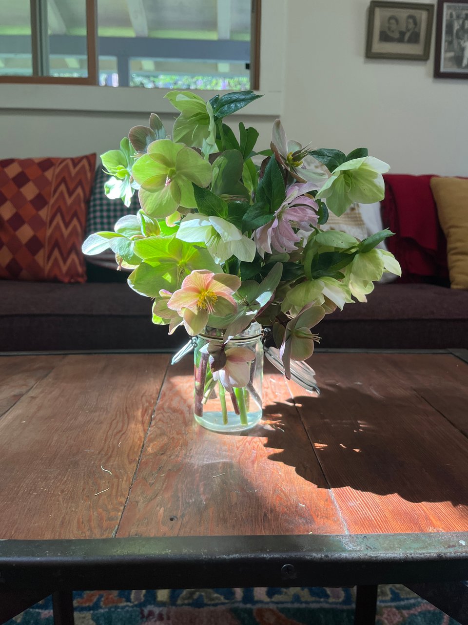 a bouquet of differently colored and textured hellebore flowers on a wooden coffee table