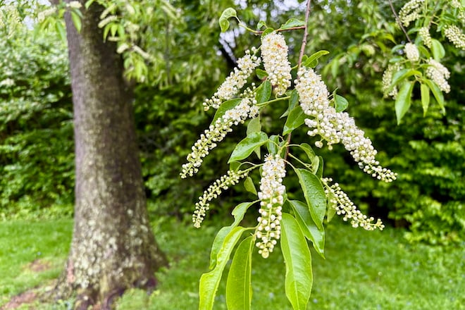 Racemes of small white flowers hang from a branch of a Black Cherry tree.