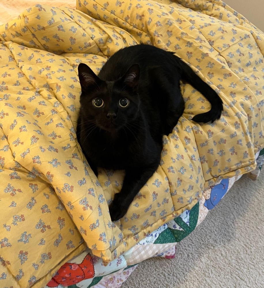 a black shorthair cat stares directly at the camera with one paw extended, sitting on a yellow patterned comforter.