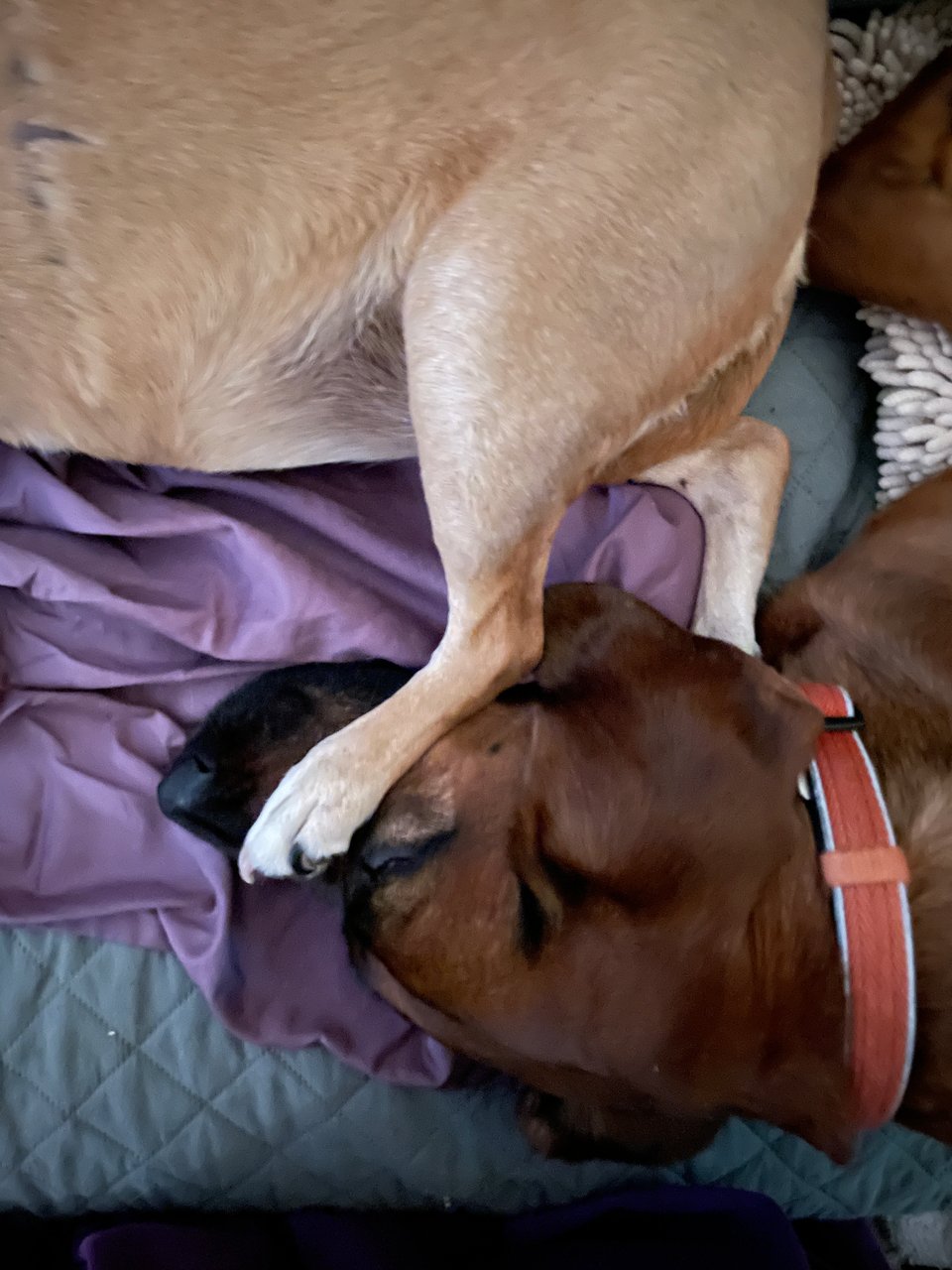 Sammi, a dark brown short-haired hound mix dog with a long snout, long floppy ears and an orange collar, is laying on his left side on a sage green quilted blanket while Kizu's back left leg is resting across his snout. Kizu is mostly out of frame, but she's laying on a dusty lavender sheet that she's scrunched up to make a bed for herself.