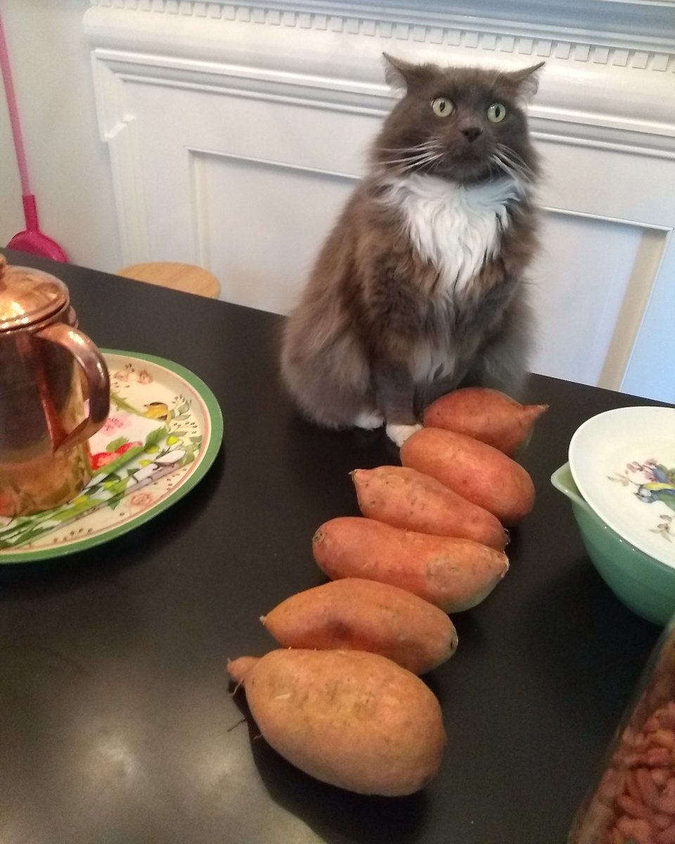 Eensy Weensy the cat with six yams.