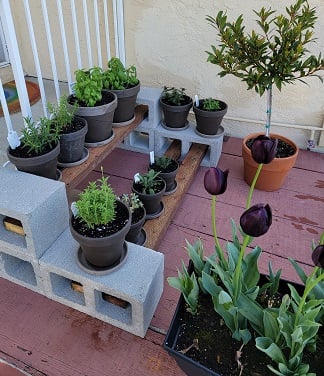 Herbs in individual grey terra cotta pots sitting on shelves made of two-by-fours and cement blocks