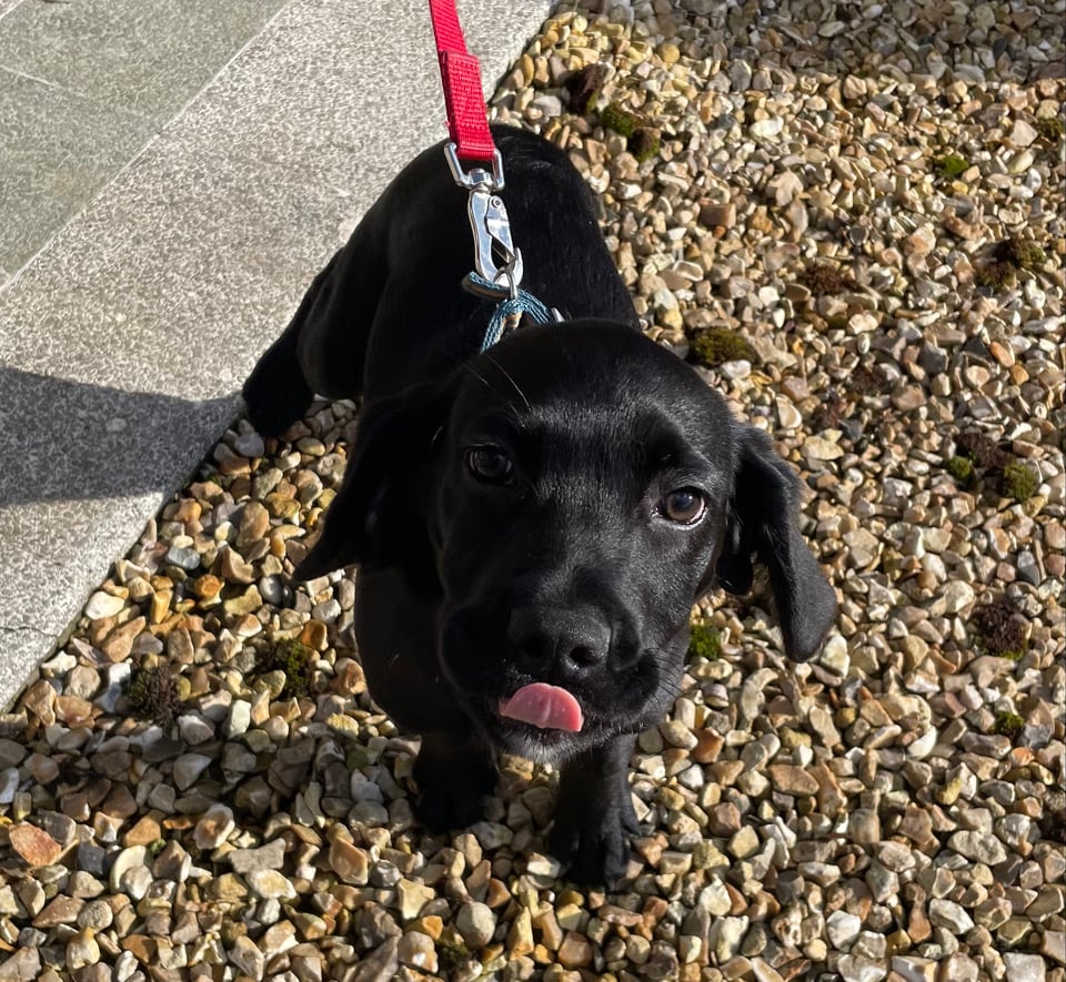 A small black laborador puppy looks at the camera, stood on gravel, his tongue is out and licking his nose.