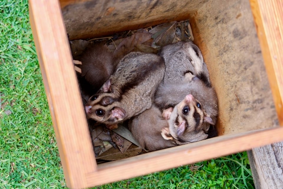 Squirrel gliders in a box looking up at you