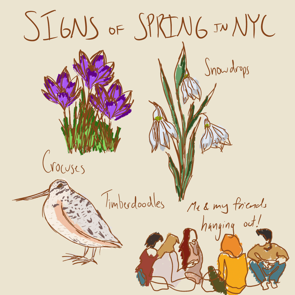 Drawing titled "Signs of Spring in NYC" with illustrations of crocuses, snowdrops, timberdoodles, and people hanging out