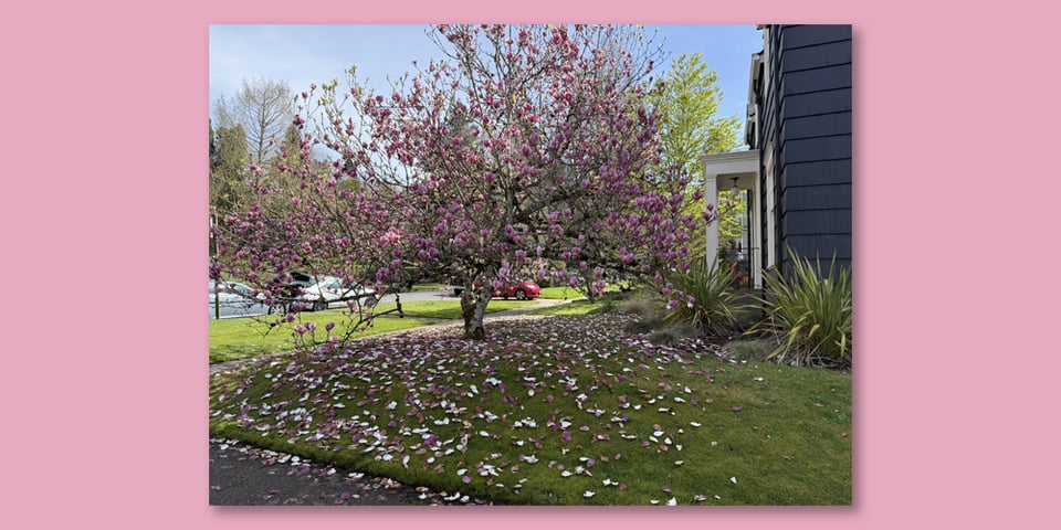 A long shot of a pink tulip tree in full bloom on a green lawn in front of a home