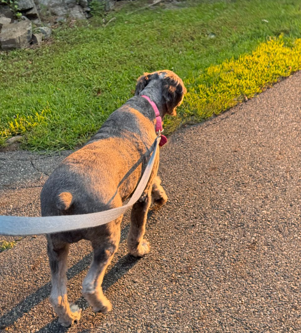 photo of gray Aussiedoodle walking on a road beside some grass; the sunrise has bathed her in a rose-gold light