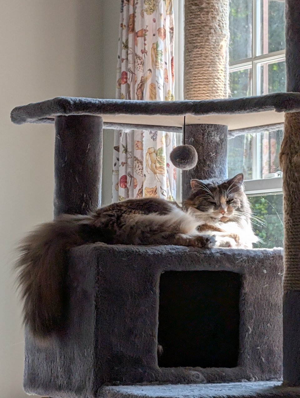 a fluffy dilute calico cat lying in the sun on a cat tree