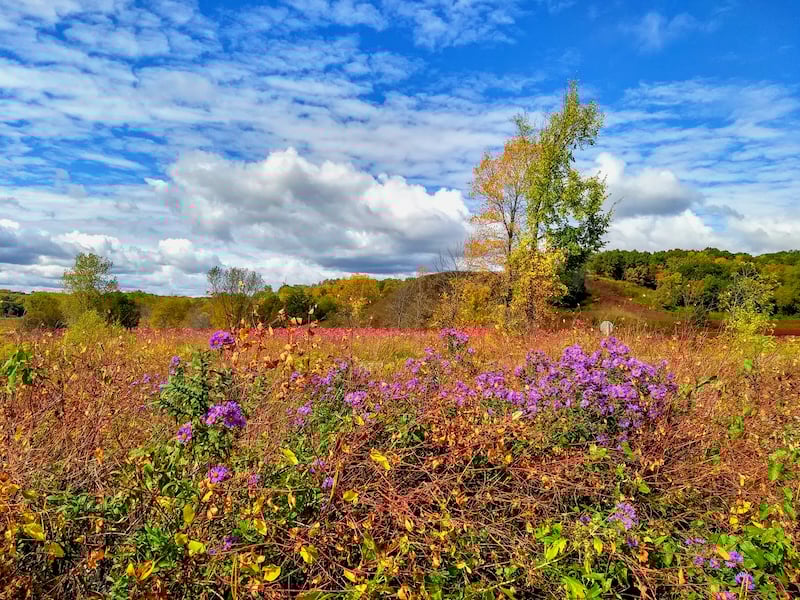 Purple asters. They are so beautiful, and at their grandest in September, when we most need proud swaying prairie flowers to stop and gaze at in wonder and joy. / Photo by Jake Gaster