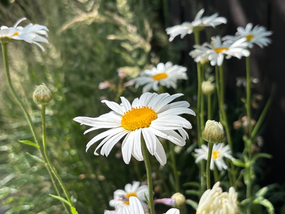 oxeye daisies