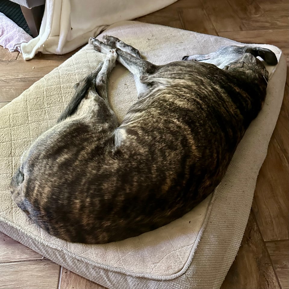 Photo of a brindle greyhound asleep on a dog-bed on a parquet tile floor