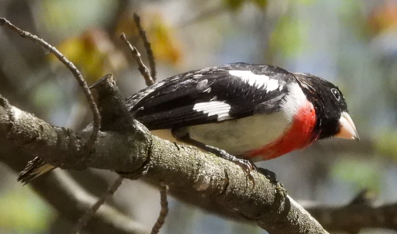 Rose-breasted Grosbeaks are omnivores, consuming beetles, fruits and seeds. / Photo by Steve Dietz