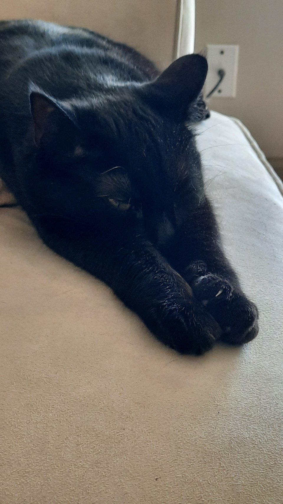 A black cat sleeping on a couch