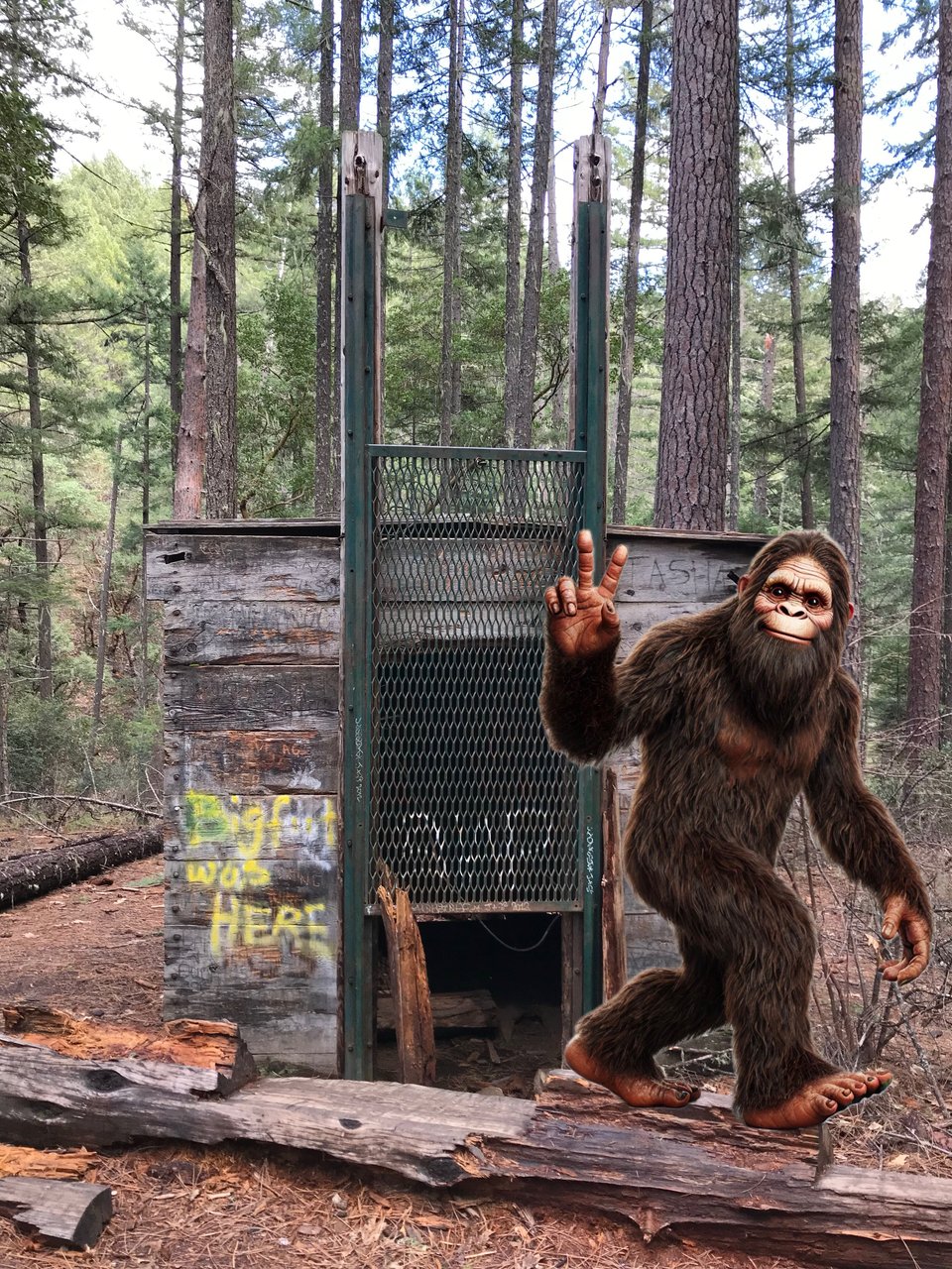 Sasquatch evading the Bigfoot trap on the Collings Mountain Trail in Southern Oregon
