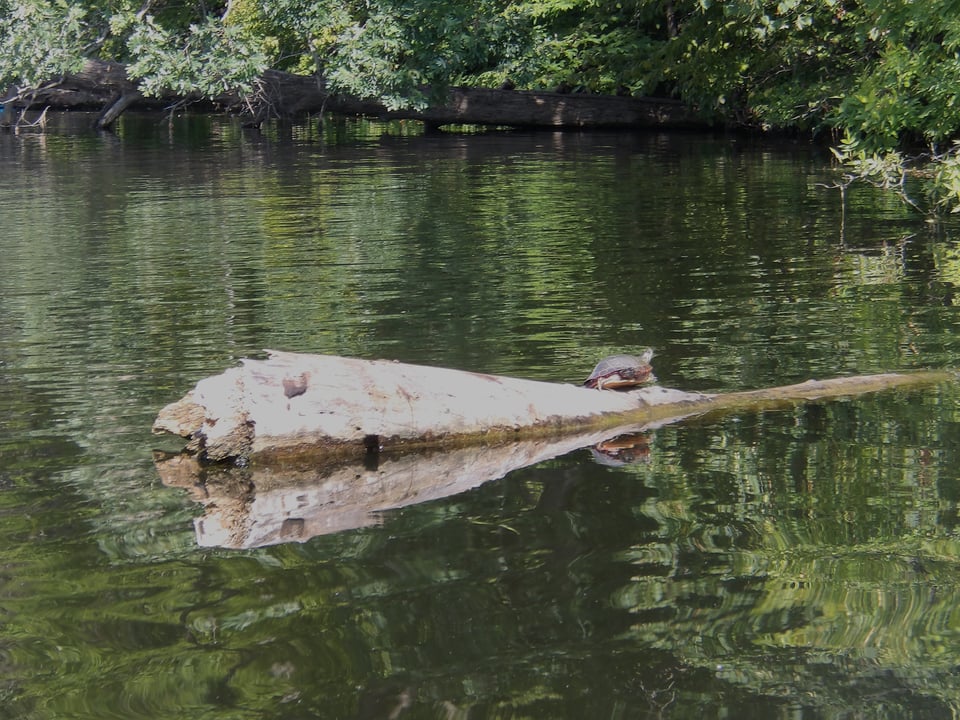 A turtle on a river log