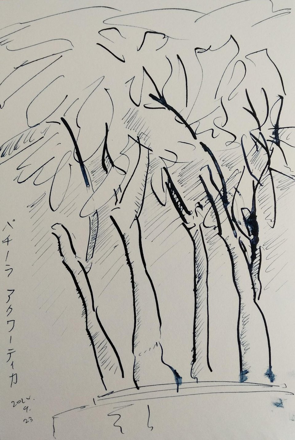 Pen and ink drawing of a Pachira aquatica