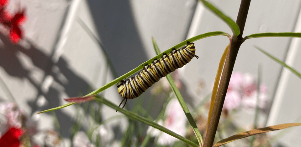 A stripy monarch caterpillar eating a slender milkweed leaf.