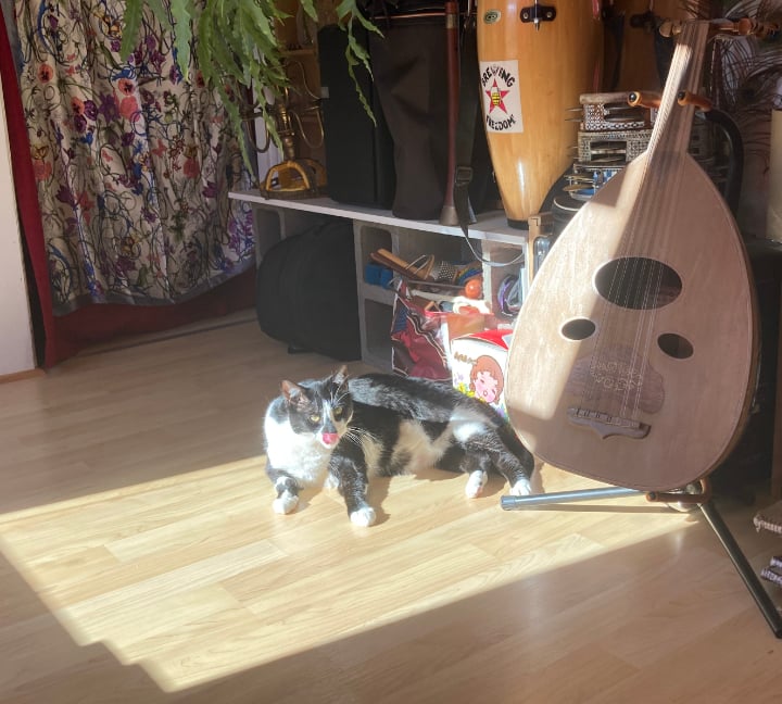 A cat in a sun patch in front of an 'ud and drums