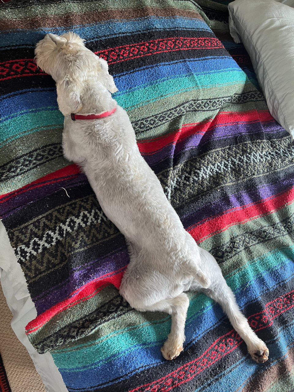 Finn is a white schnauzer. The photo shows him from above, stretched out from the tip of his nose to his extended back legs. He is lying comfortably on a striped blanket.