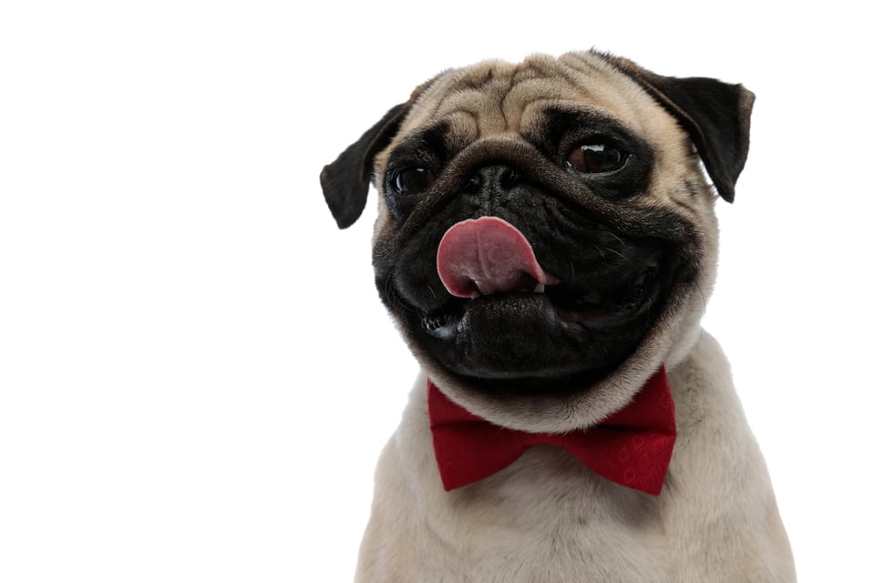 A young pug puppy wearing a red bow tie is smiling for the camera