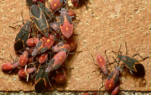 Spotted of late on the walls of your pretty guest bedroom or floating in your precioussss mug of beer: Boxelder bugs. The big, blacker ones in this photo are adults. The largely red ones are nymphs. / University of Minnesota Extension photo