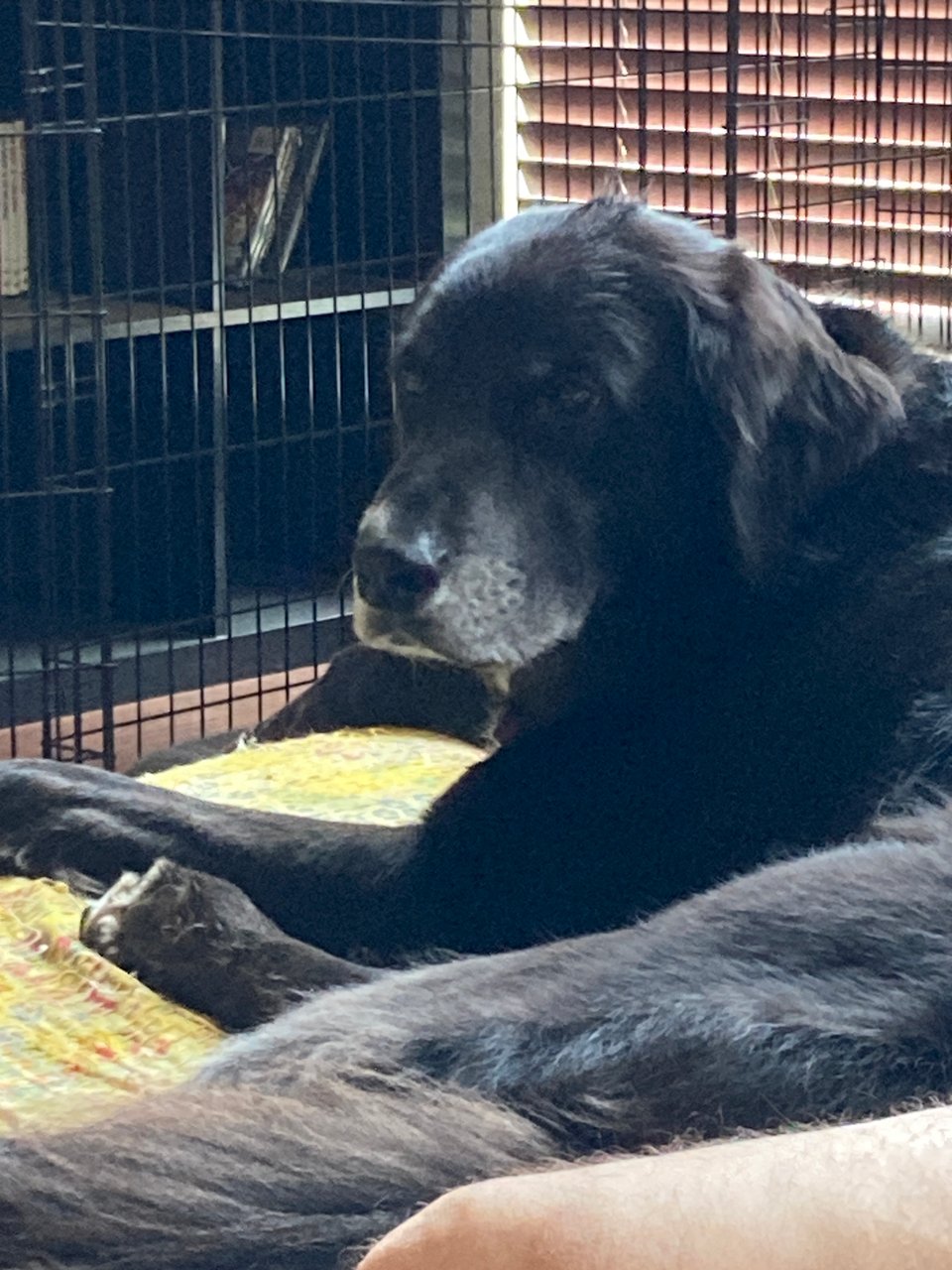 a black dog anxiously lies on a yellow quilt