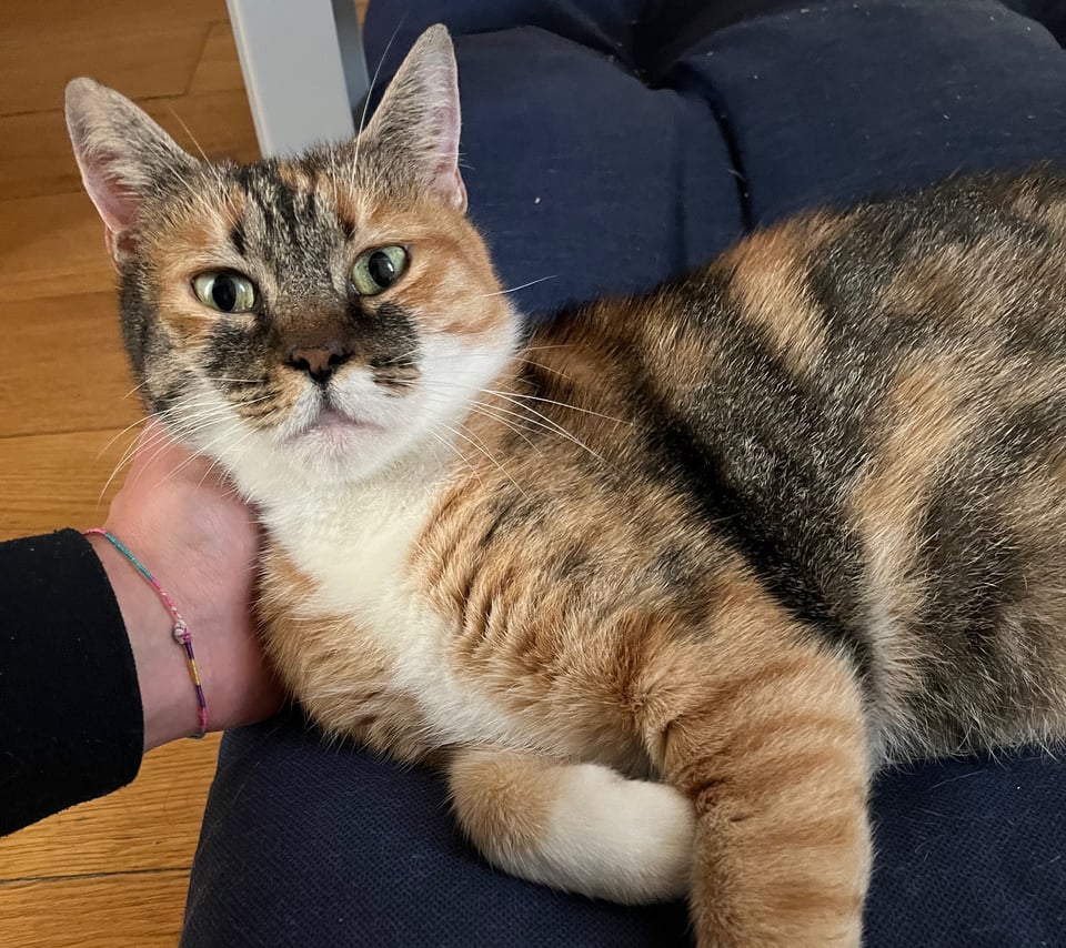 A calico or tortoiseshell cat sitting on a cat bed. The cat has beautiful green eyes and a distinctive coat pattern with patches of orange/ginger, black, and white fur. The cat is looking directly at the camera and is getting some scritches behind its head.