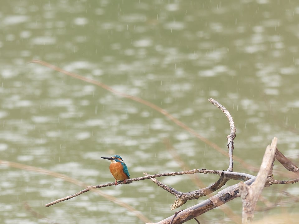 A kingfisher in the rain.