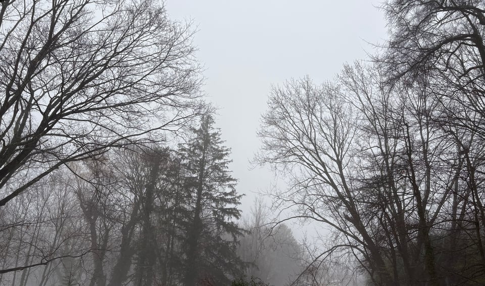 Trees on a foggy winter day