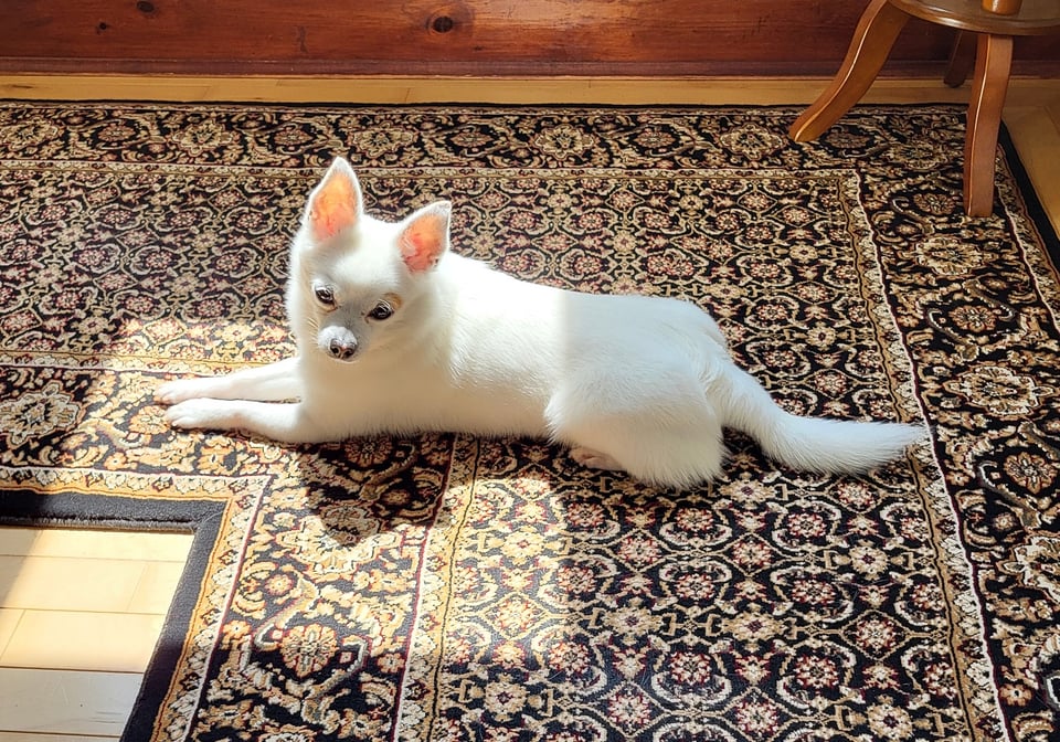 A white chihuahua laying on patterned carpet in a patch of sunlight.