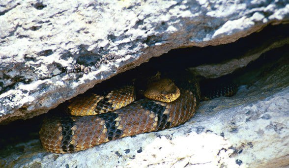 A timber rattlesnake in its rocky den. / Photo courtesy of the Minnesota DNR