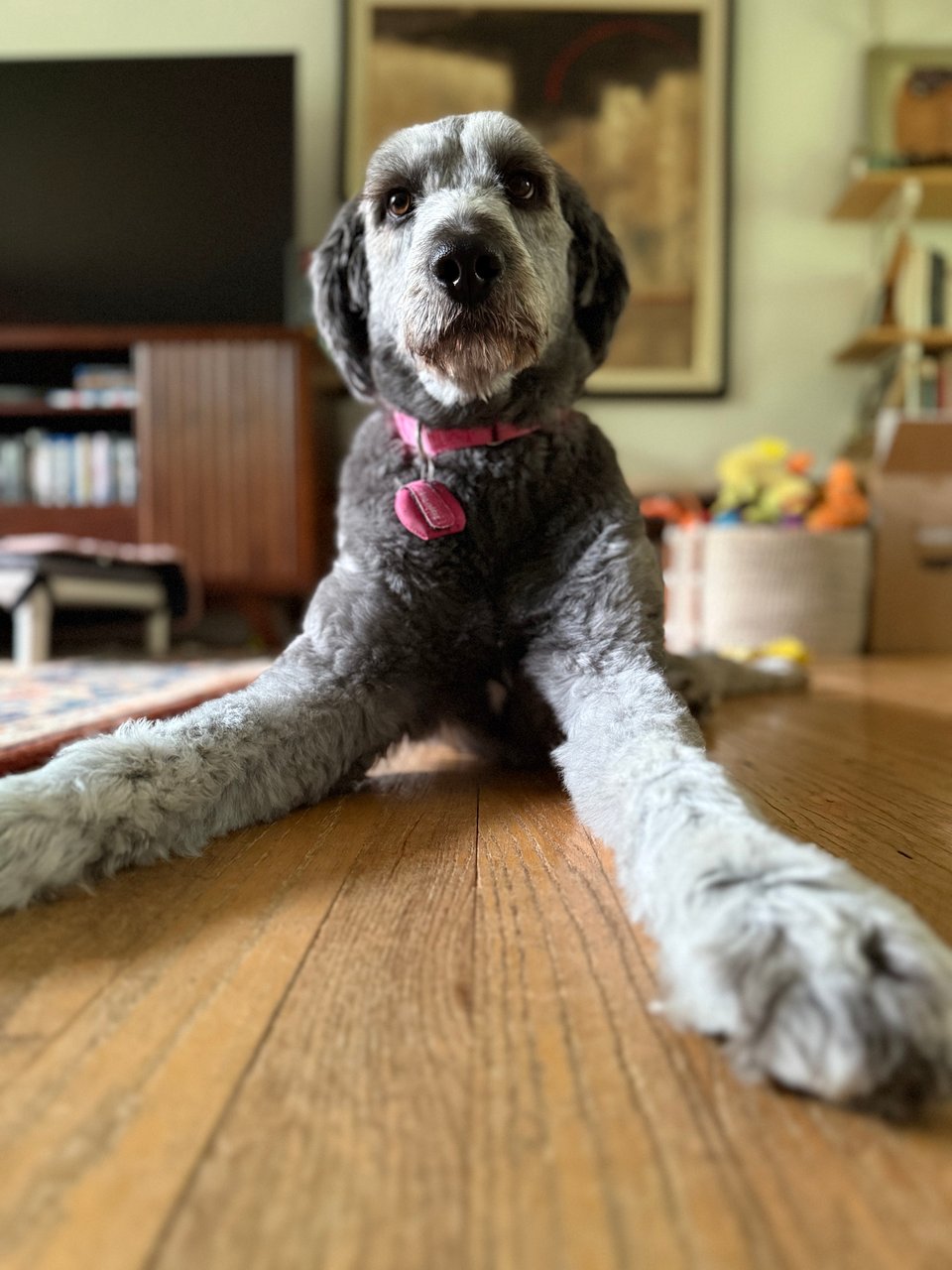 foreshortened photo of gray aussiedoodle lying on a wood floor, with her forelegs looking large, and a querulous or judgmental look on her face