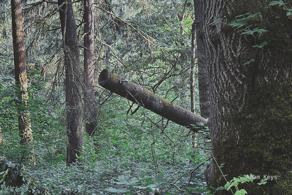 A fallen log