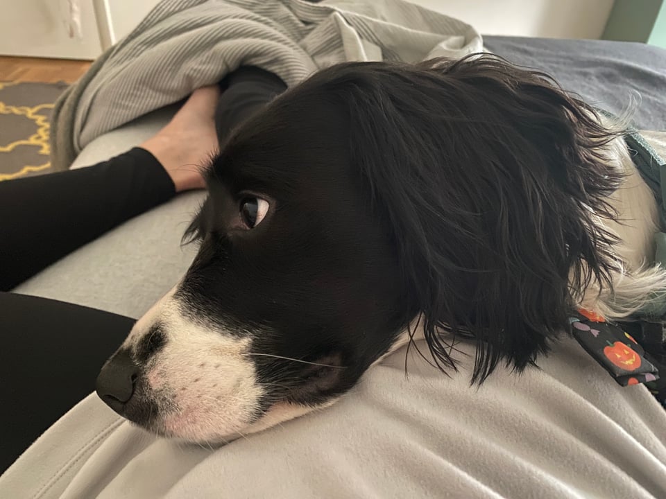A black and white dog resting his head on top of a human's midsection