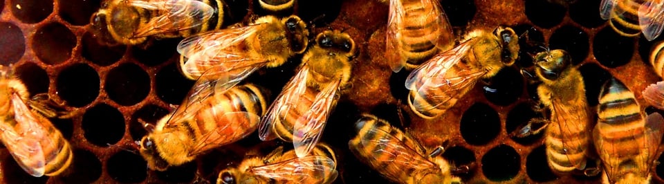 Several bees clustered on a comb