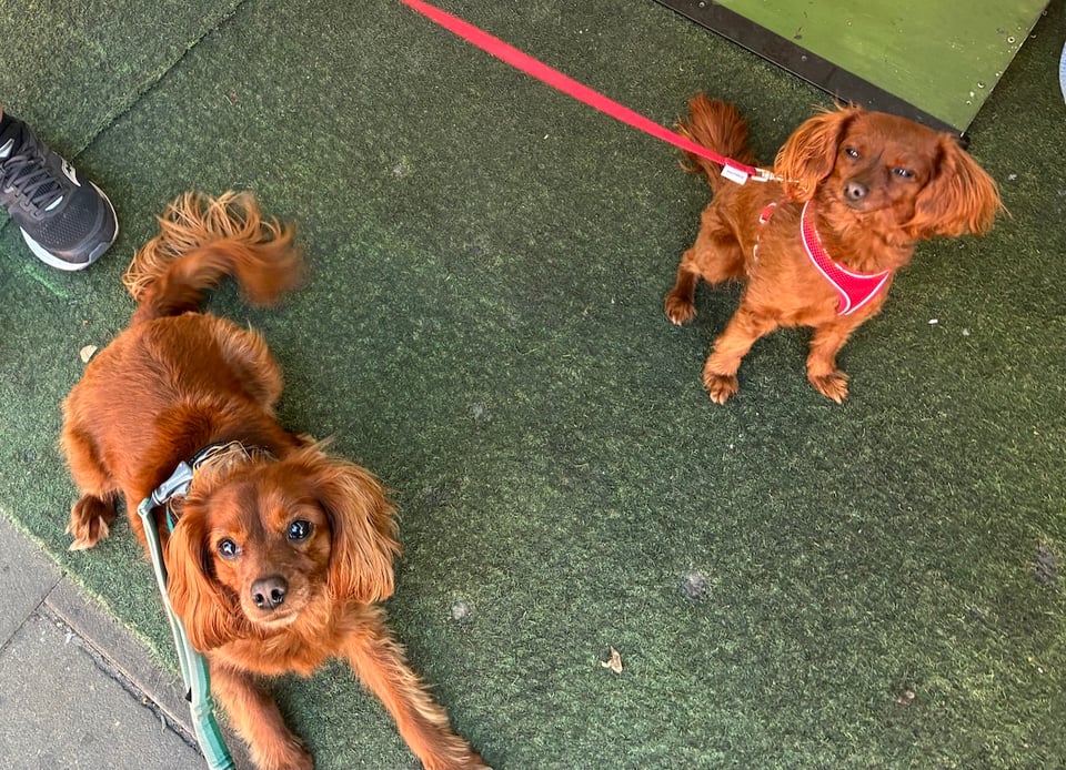 Two cute dogs.