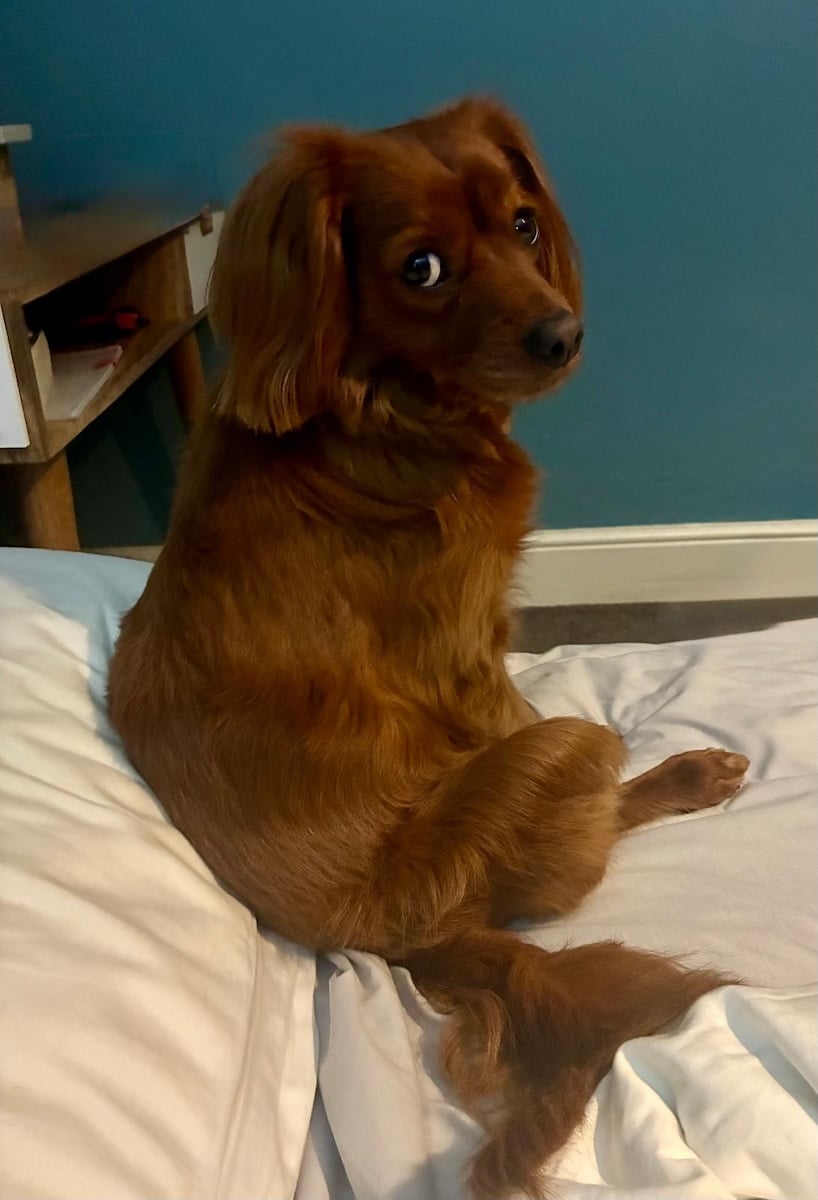 A cute dog sits on a pillow.