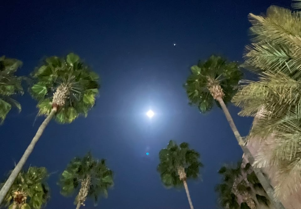 A very bright moon glowing in the middle of tall palm trees