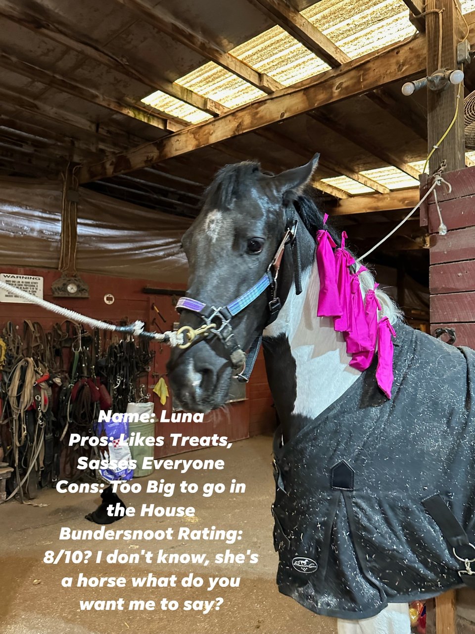 Image of a horse in a stable with purple ribbons in her mane with the following text: Name: Luna Pros: Likes treats, Sasses Everyone Cons: Too Big to go in the House Bundersnoot Rating: 8/10? I don't know, she's a horse what do you want me to say?