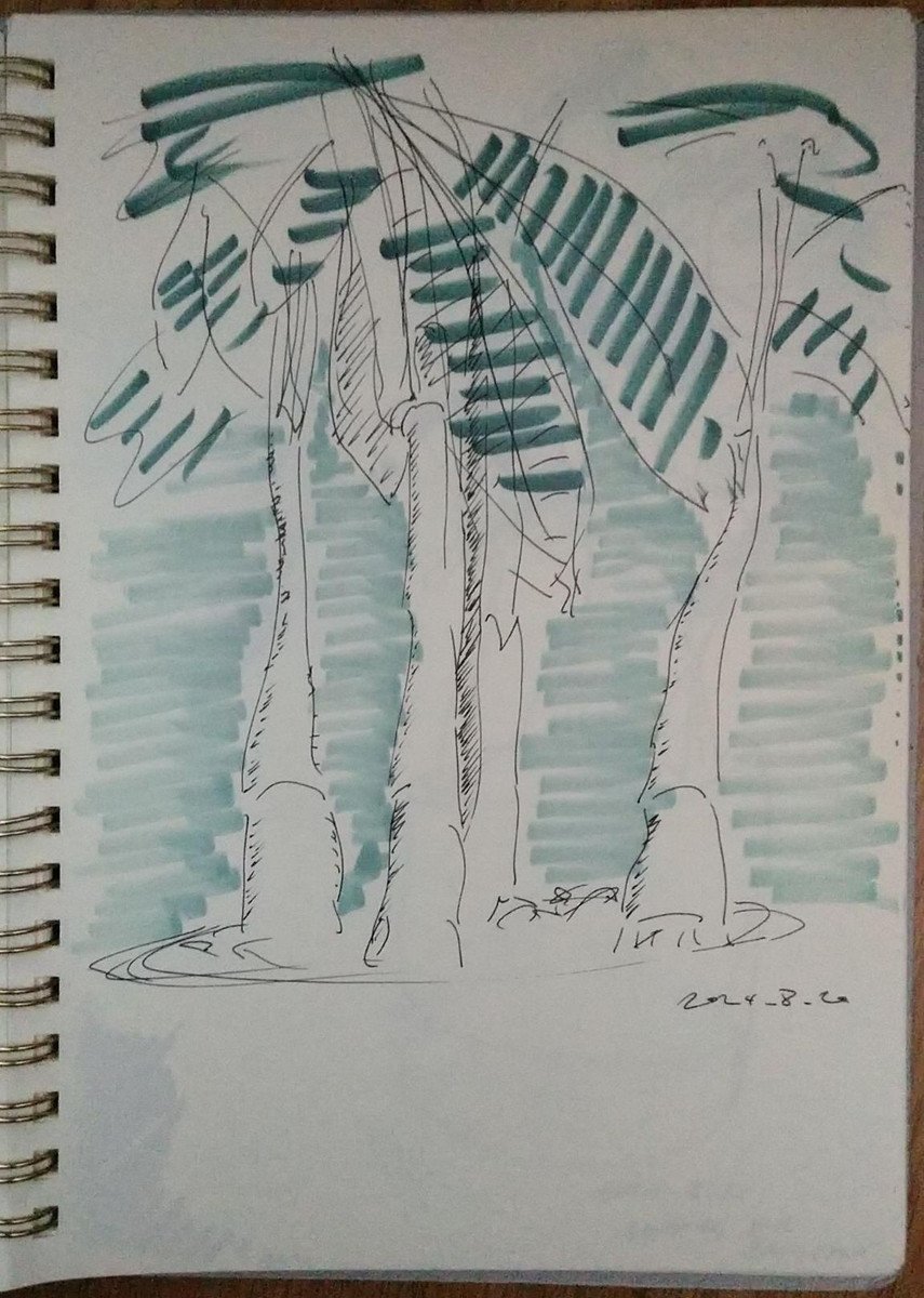 Pen and marker drawing of a five-stemmed plant with pinnate leaves from an indoor container garden.