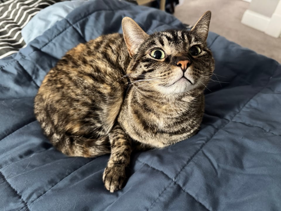 Strata the torbie cat curled up on a pale blue sheet, looking up at the camera like "Yes?"