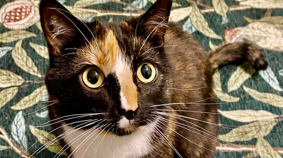 A calico cat looking up and to the left, on a green rug with a leaf and pomegranite design.