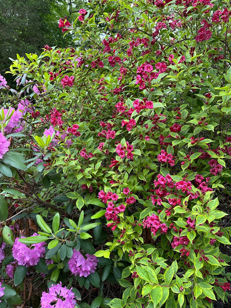 photo of flowering shrubs and hydrangeas